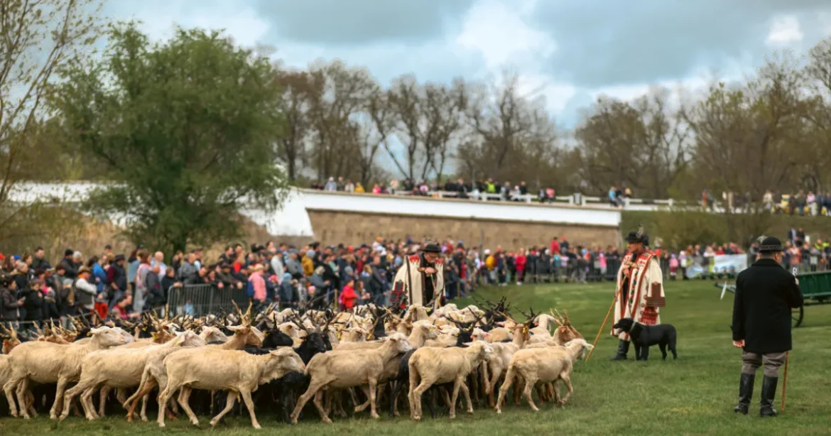 Közeledik a Szent Dömötör-napi Behajtási Ünnep Hortobágyon