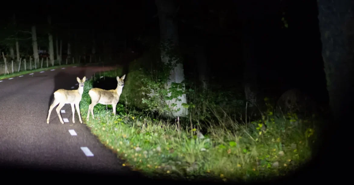 Vadriasztó: 300 ezres kárt is megelőzhet, de sok sofőr elrontja